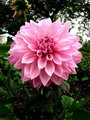 Dahlia Arabian Night